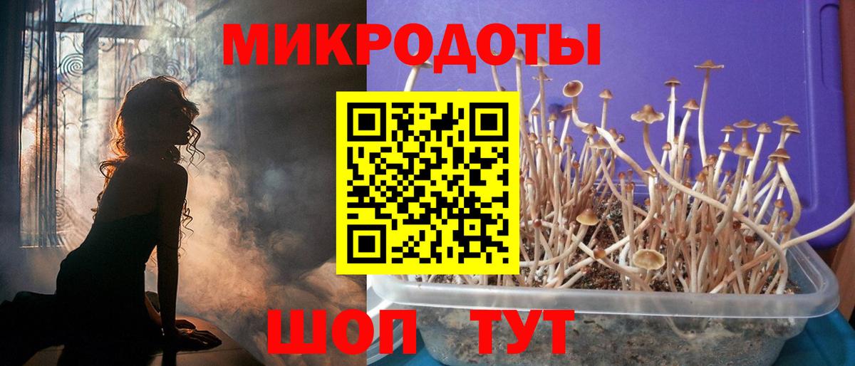 Махачкала  Галлюциногенные грибы Psilocybine cubensis  Вход с VPN 